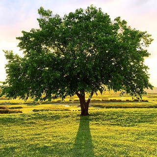 Gedenkbaum von Harry und Max für Walter Scheurich 